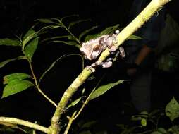Image of Coronated Treefrog