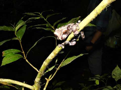 Image of Coronated Treefrog