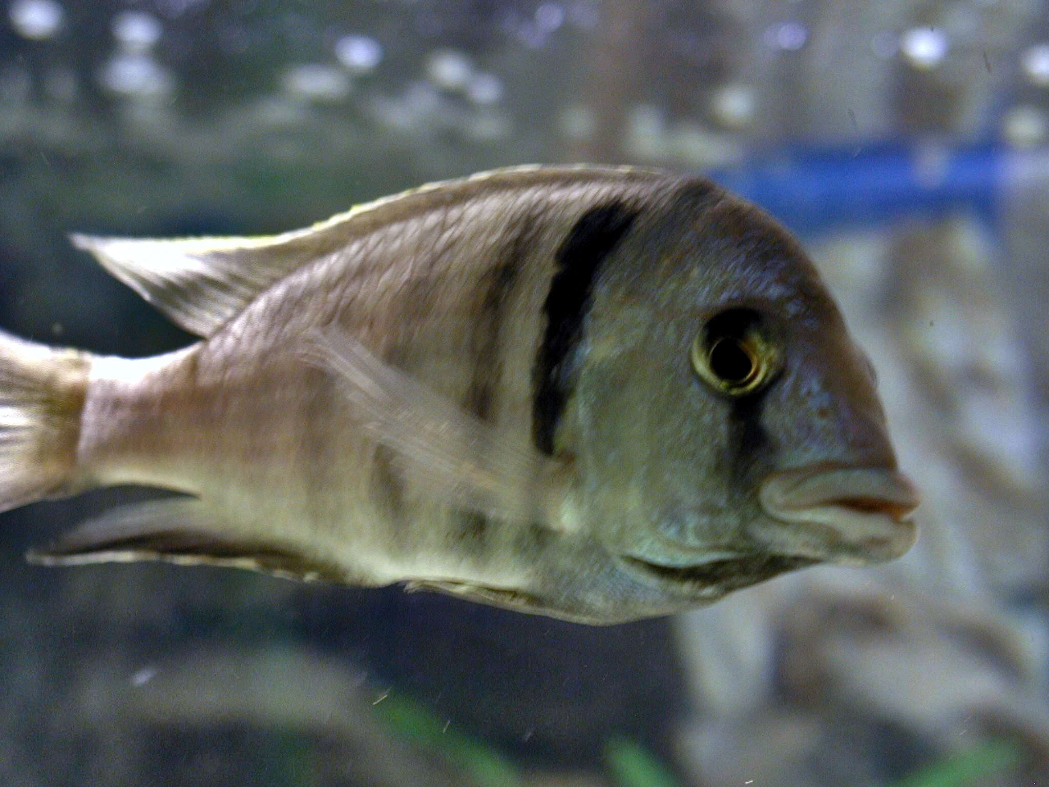 Placidochromis electra (Burgess 1979) resmi