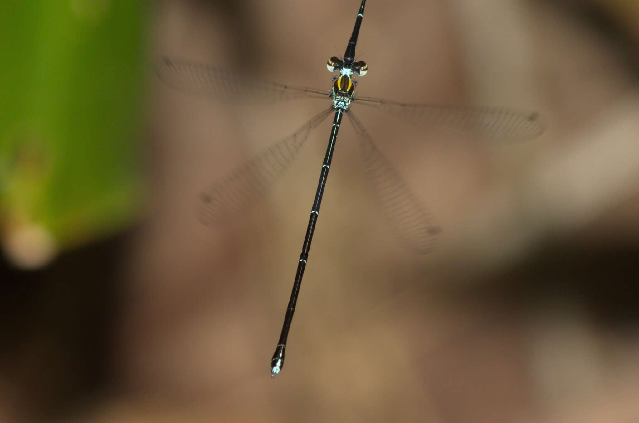 Image of Prodasineura auricolor (Fraser 1927)