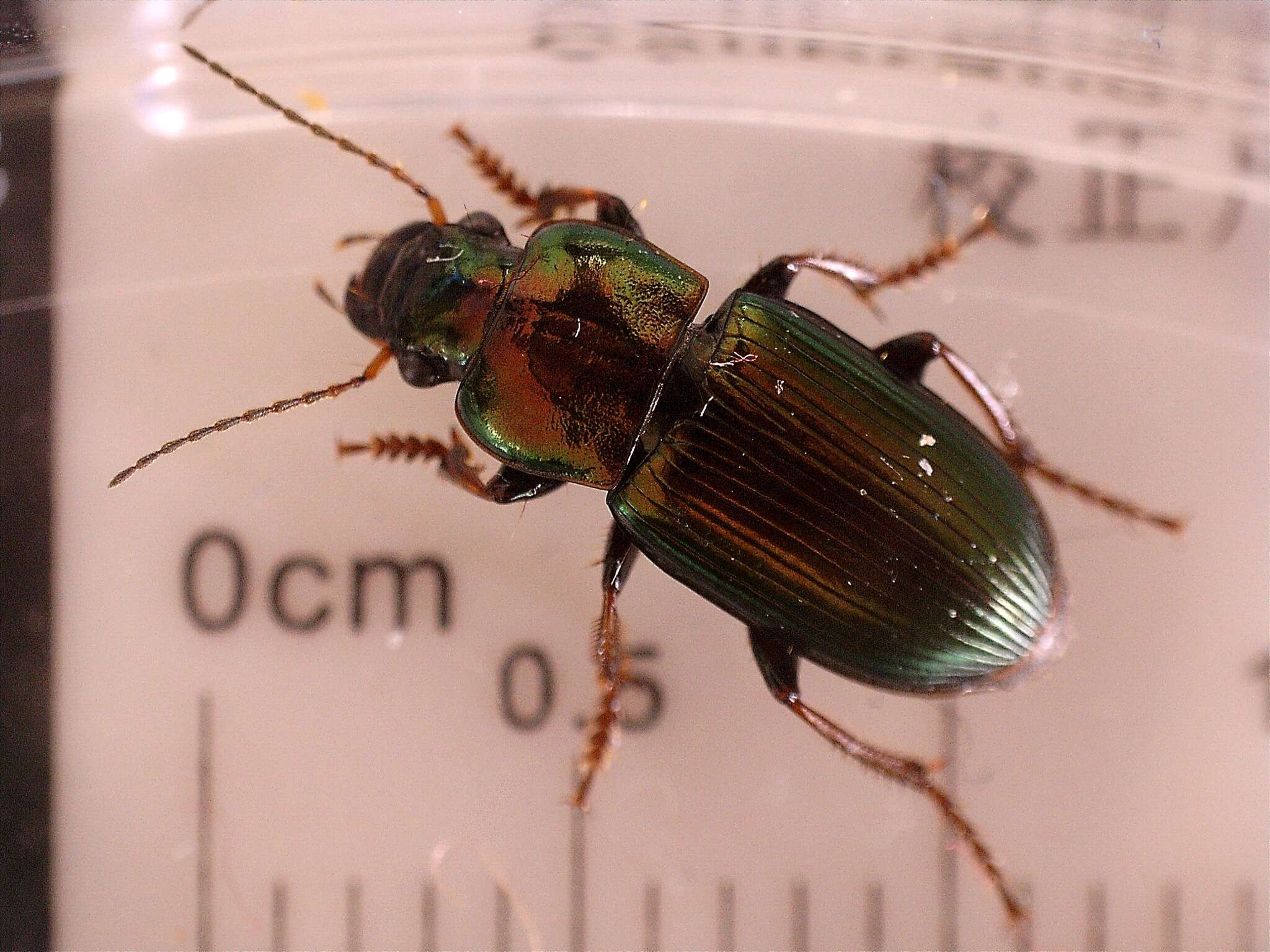 Image of Harpalus (Harpalus) distinguendus (Duftschmid 1812)