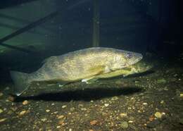 Image of Walleye