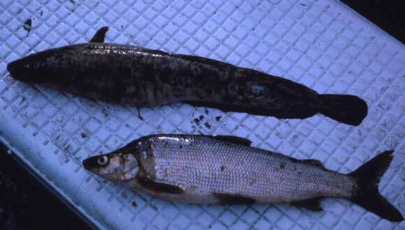 Image of Bottom Whitefish