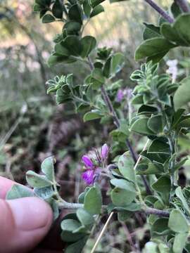 Image of Indigofera sarmentosa L. fil.