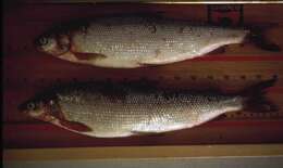 Image of Bottom Whitefish