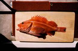 Image of Yelloweye rockfish