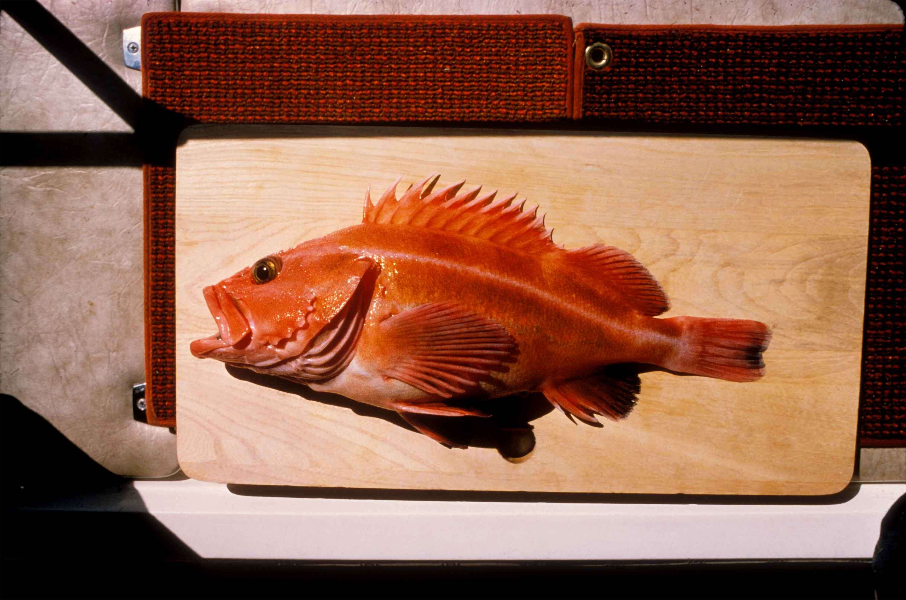 Image of Yelloweye rockfish