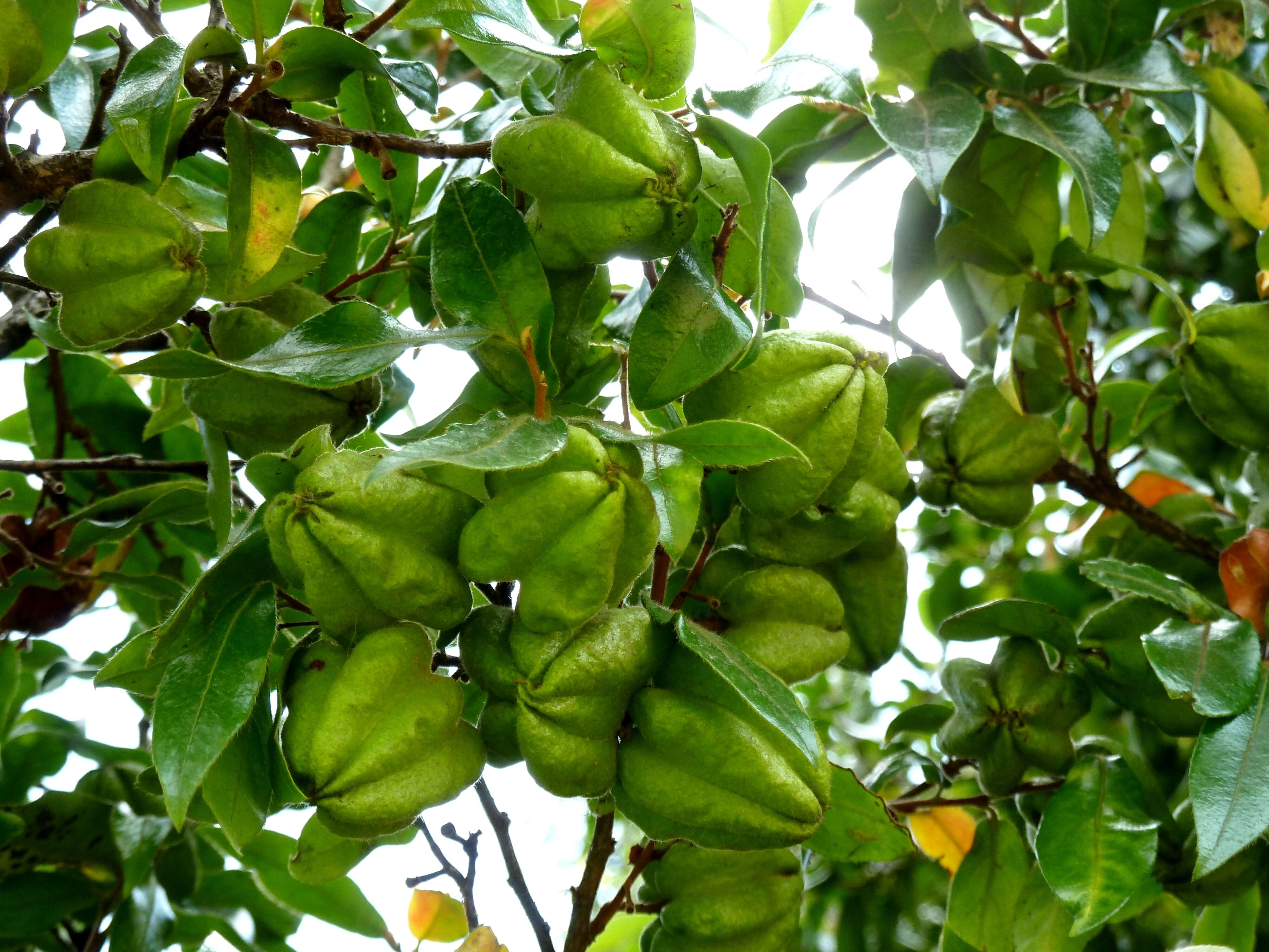 Image of Diospyros whyteana (Hiern) F. White