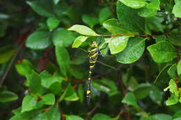 Image of Epophthalmia elegans (Brauer 1865)