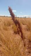 Image of Spiky love-grass