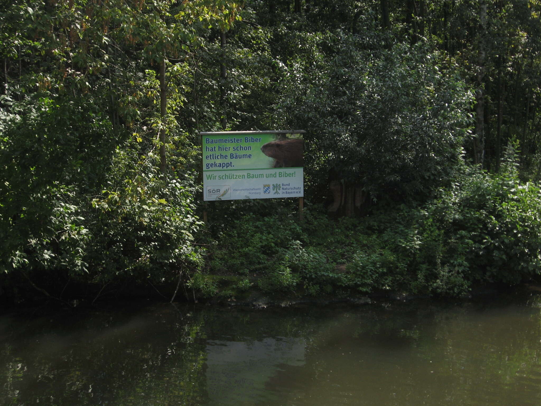 Image of European beaver