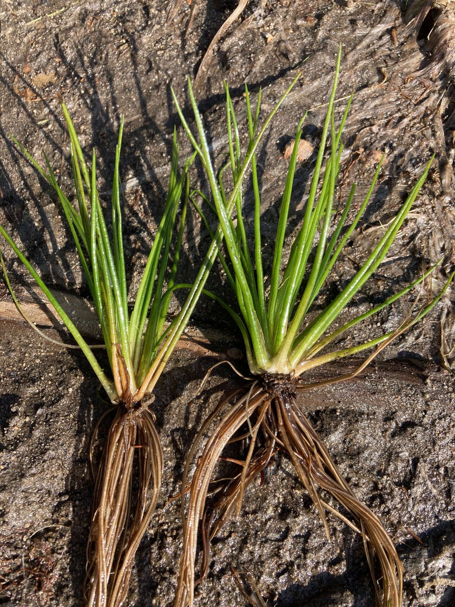 Image of Flett's Quillwort