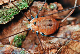 Image of Leiobunum aldrichi (Weed 1893)