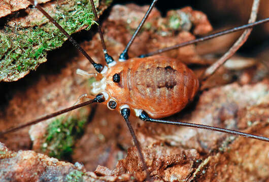 Image of Leiobunum aldrichi (Weed 1893)