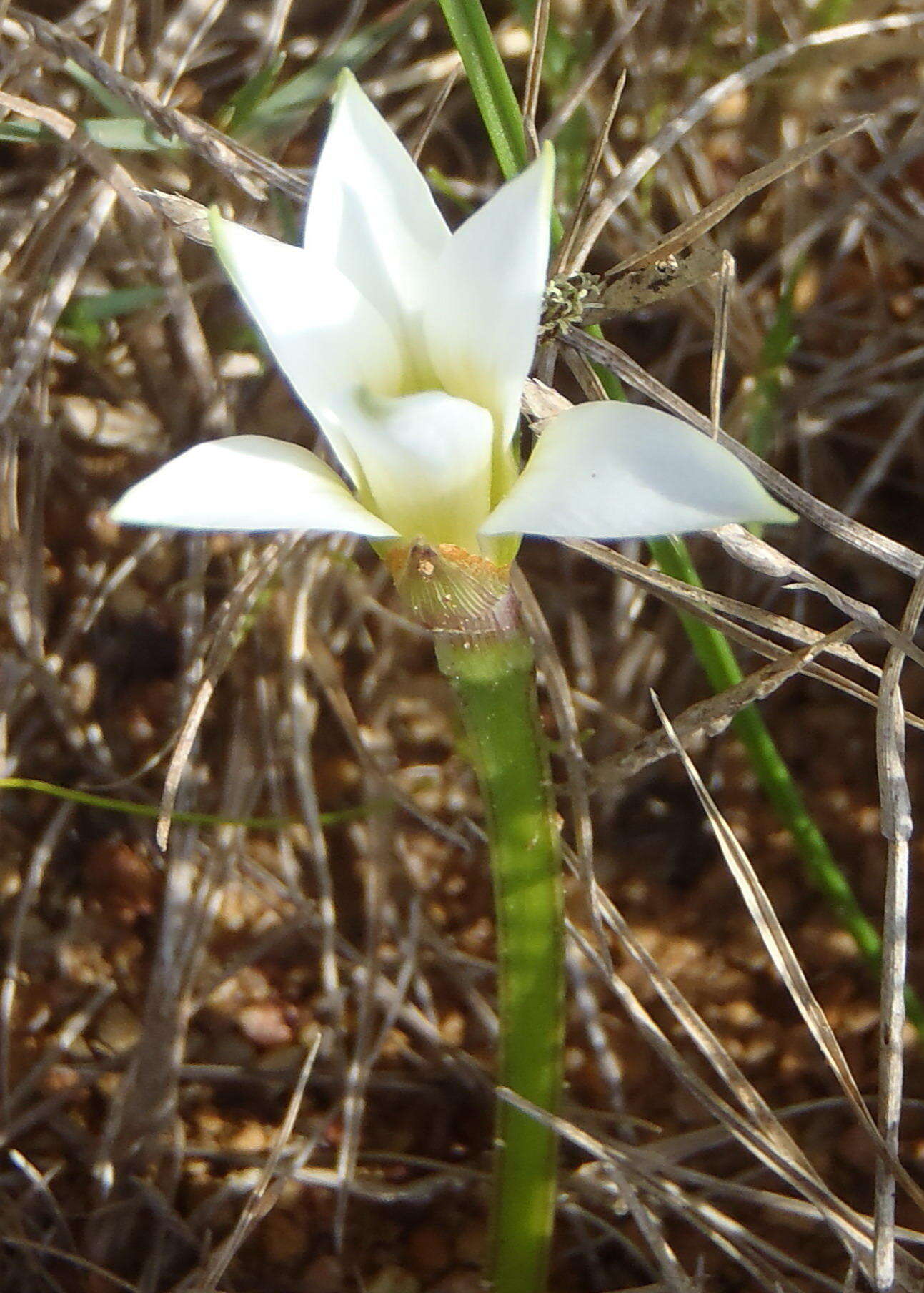 Image of Romulea flava var. viridiflora (Bég.) M. P. de Vos