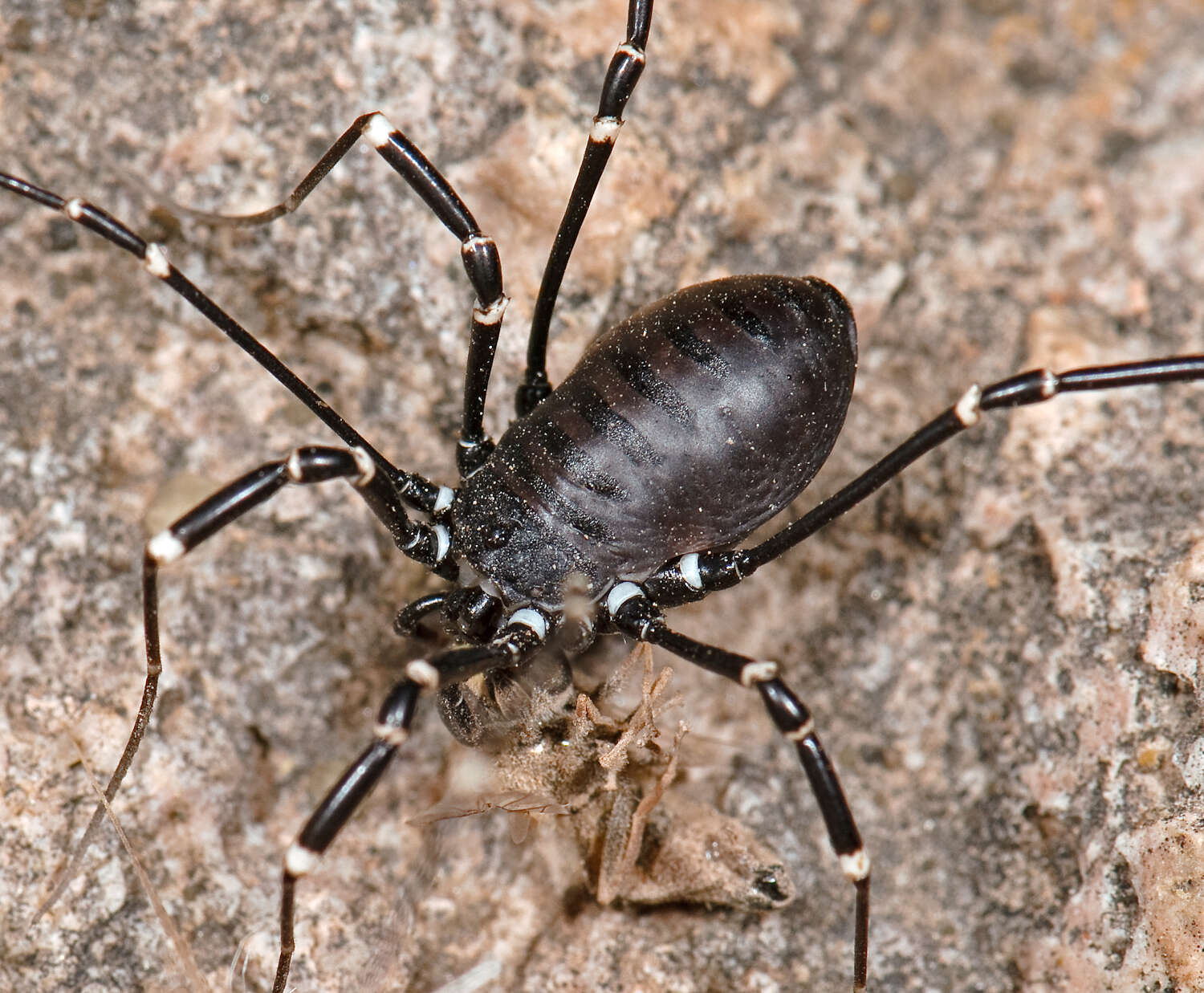 Image of Desert Harvestmen