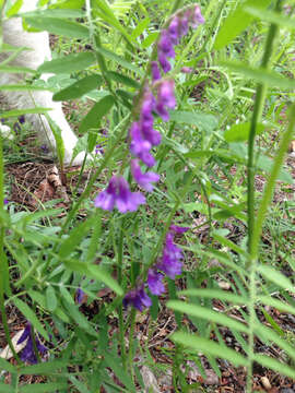 Image of bird vetch