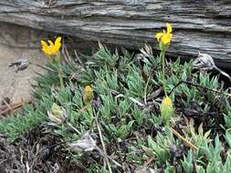 Image of stemless mock goldenweed