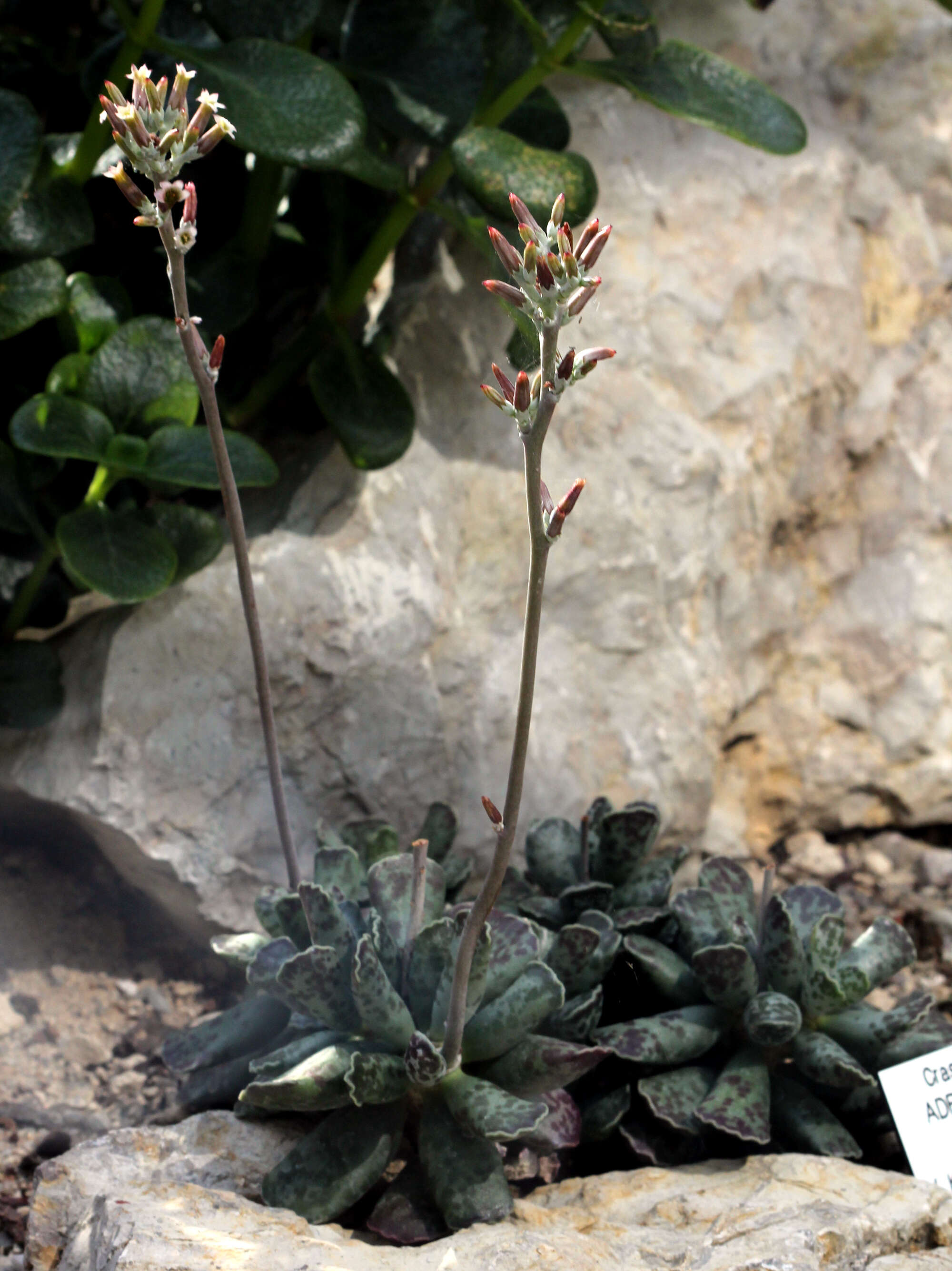 Image of Adromischus cooperi (Bak.) A. Berger