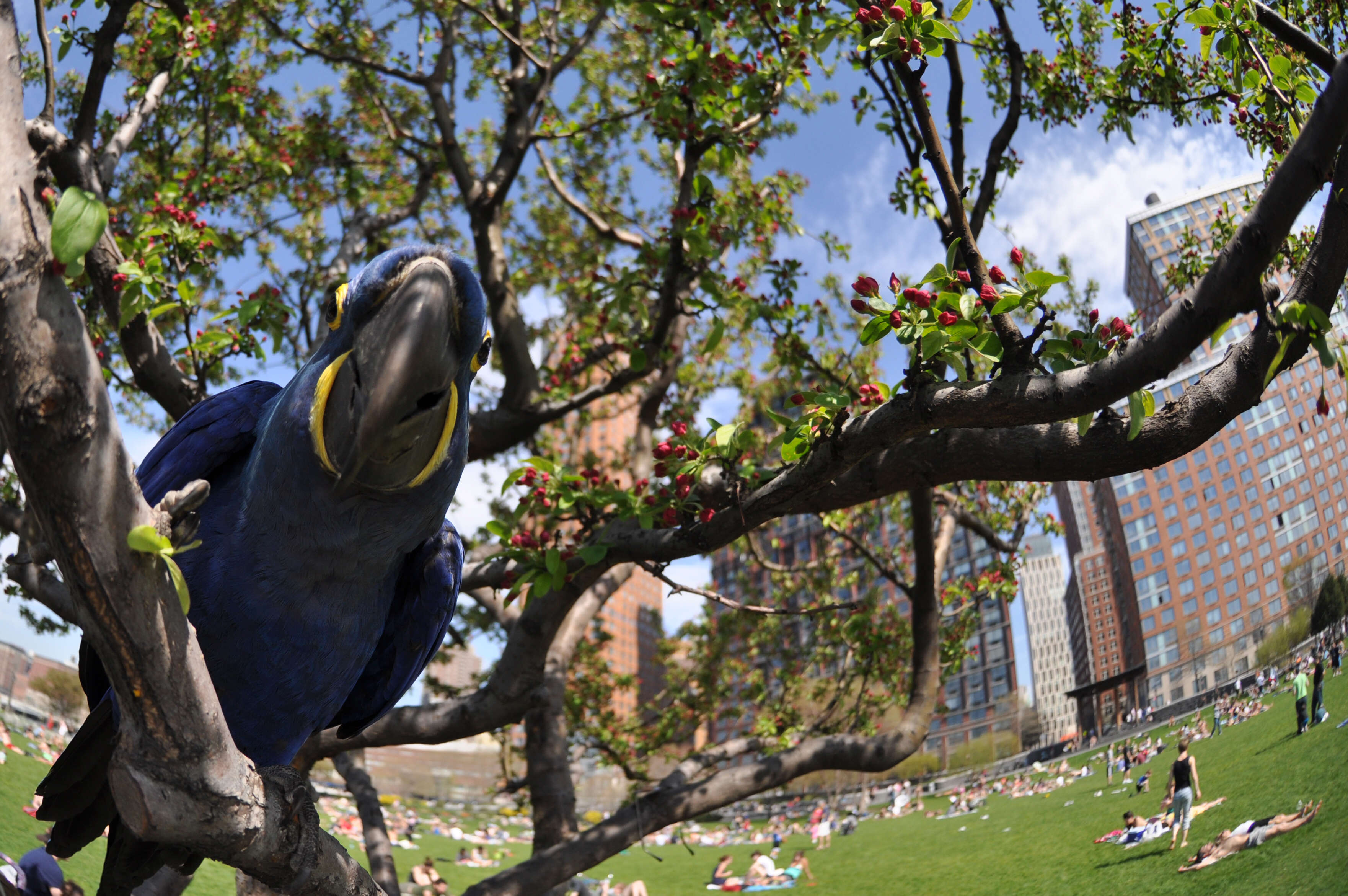 Image of Hyacinth Macaw