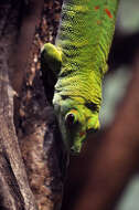 Phelsuma madagascariensis Gray 1831 resmi