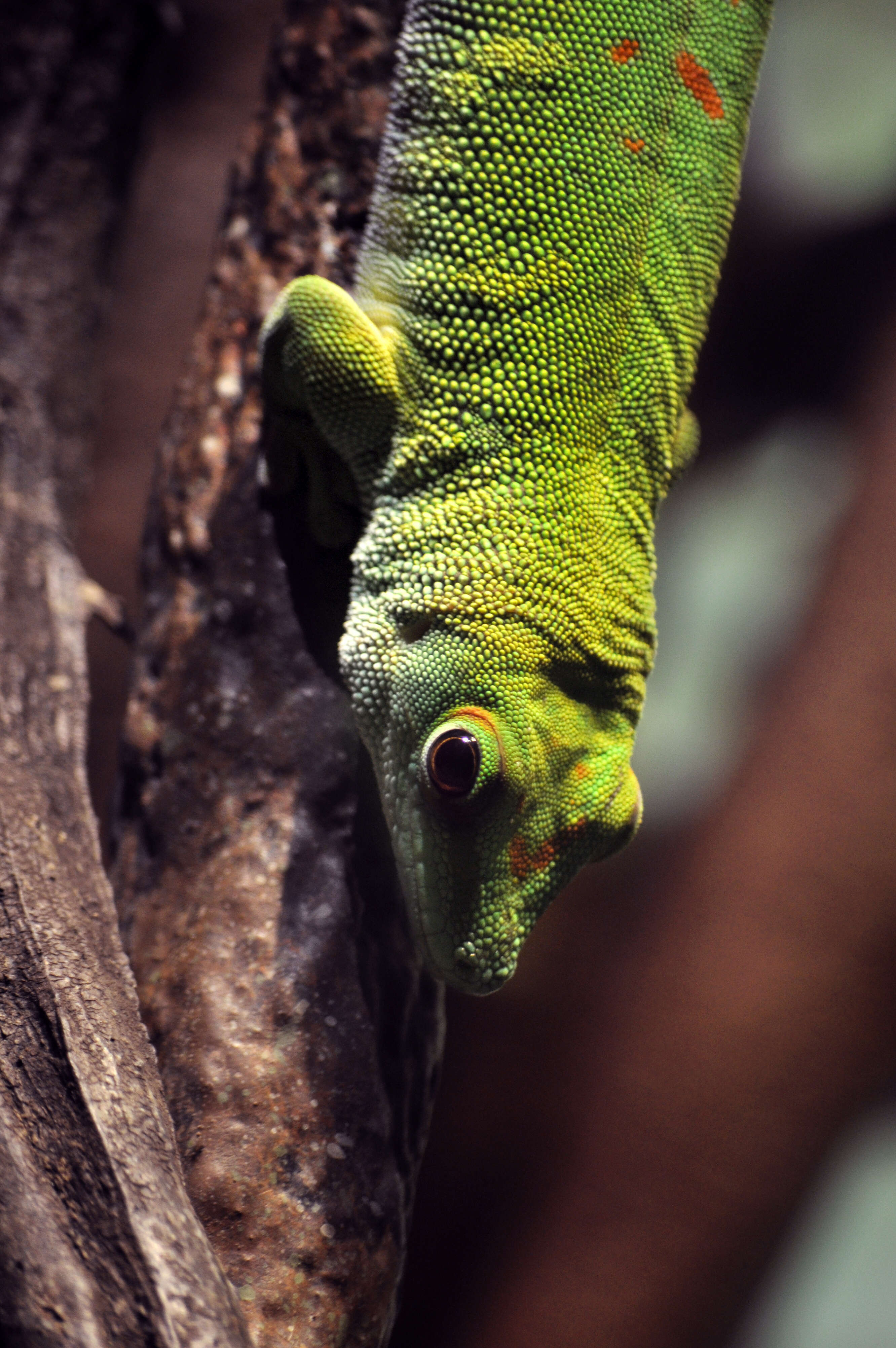 Plancia ëd Phelsuma madagascariensis Gray 1831