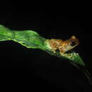 Image of Ross Allen's Tree Frog