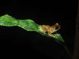 Imagem de Dendropsophus rossalleni (Goin 1959)