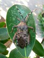 Imagem de Ficus craterostoma Warb. ex Mildbr. & Burr.