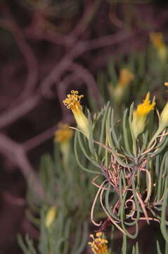 Image of Dyscritothamnus filifolius B. L. Rob.