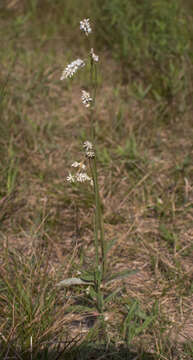 Image of plains snakecotton