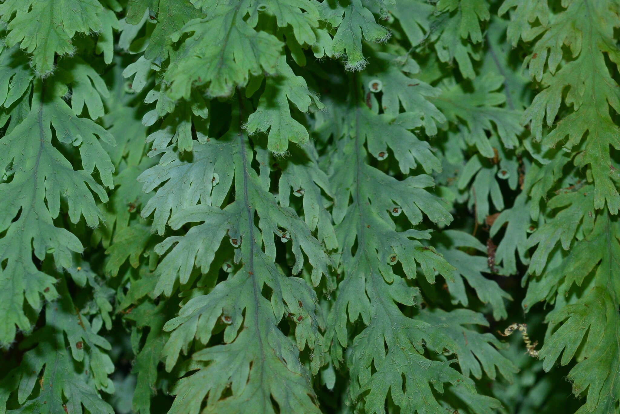 Imagem de Hymenophyllum acutum (C. Presl) Ebihara & K. Iwats.