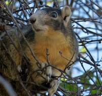 Image of Sherman's fox squirrel