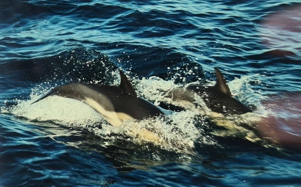 Image of Black Sea common dolphin