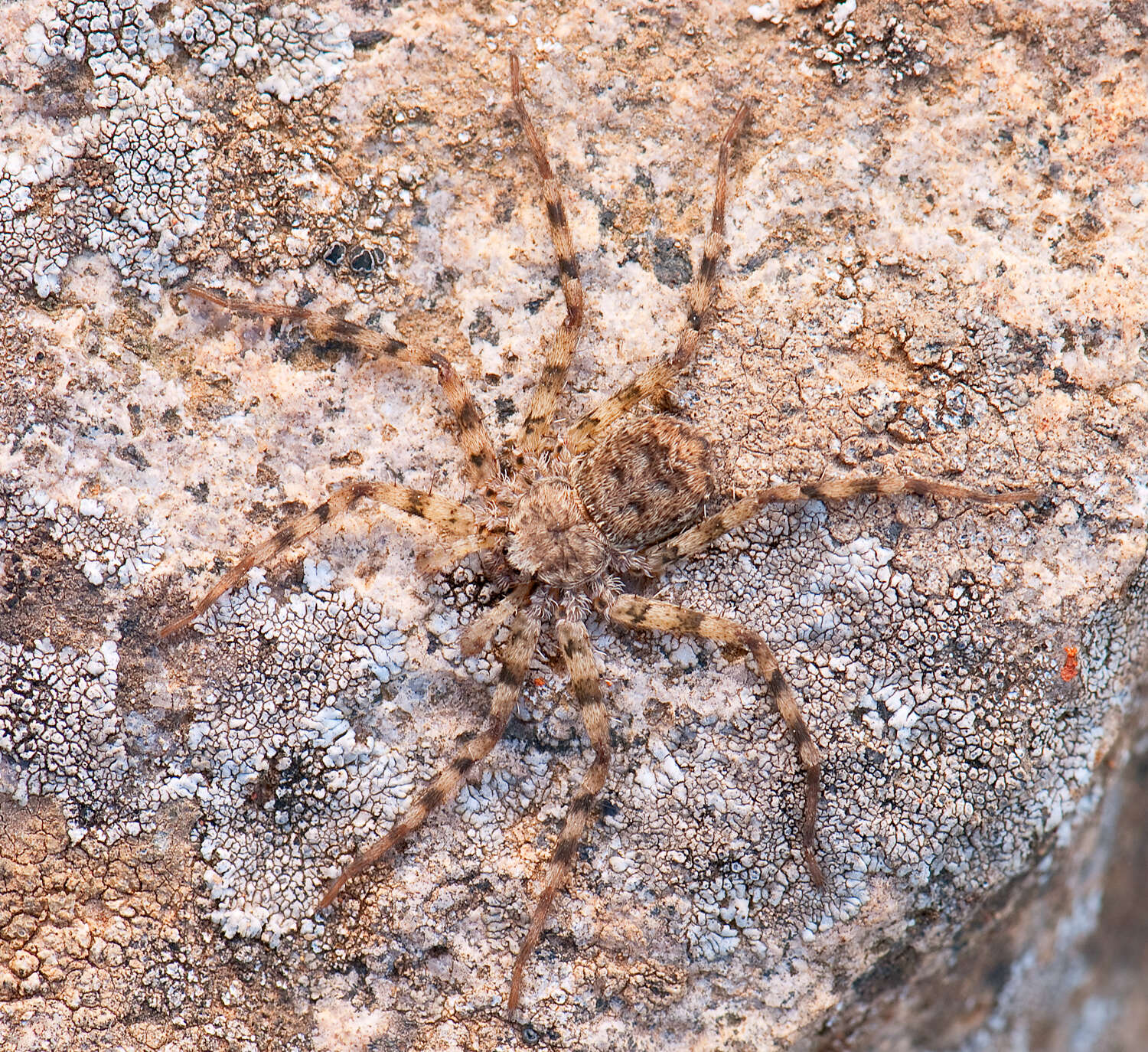 Image of Selenops