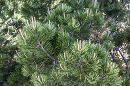 Pinus cembroides Zucc. resmi