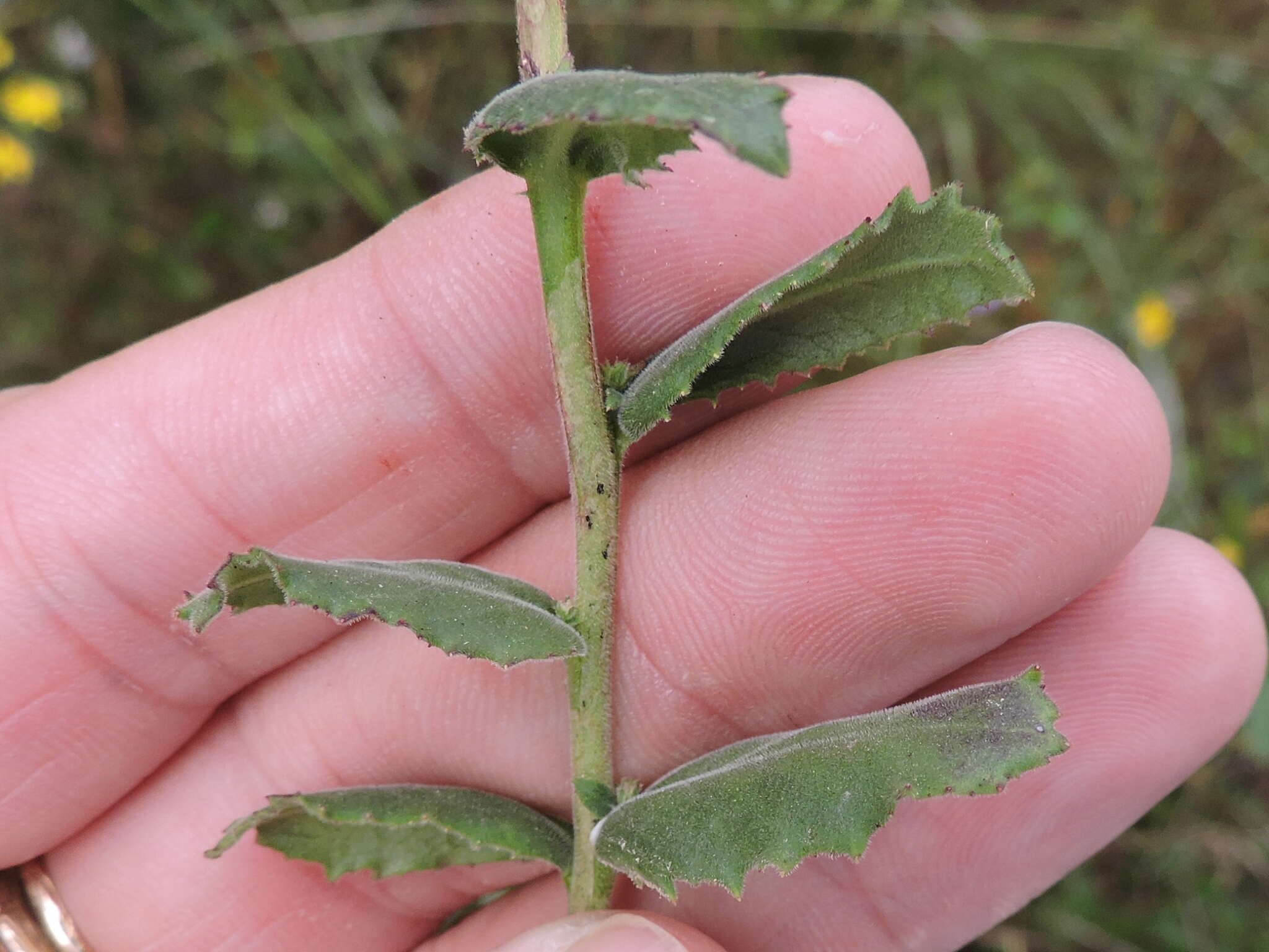 Image of downy lobelia