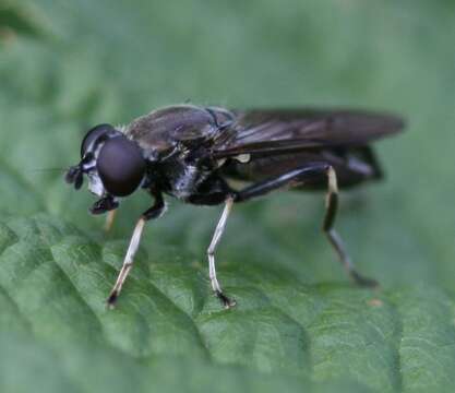 Image of <i>Xylota jakutorum</i>