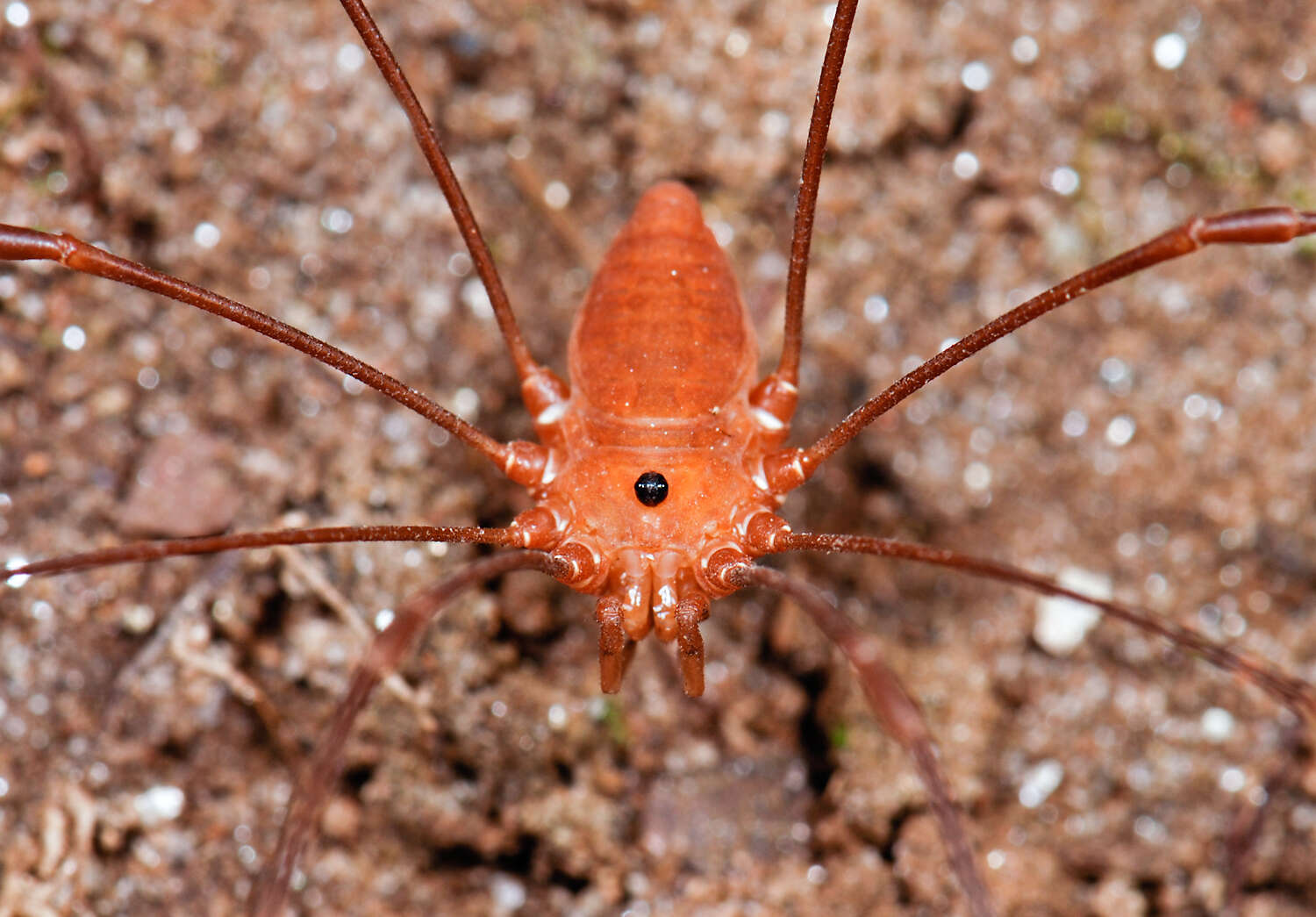 Image of Daddy-long-legs