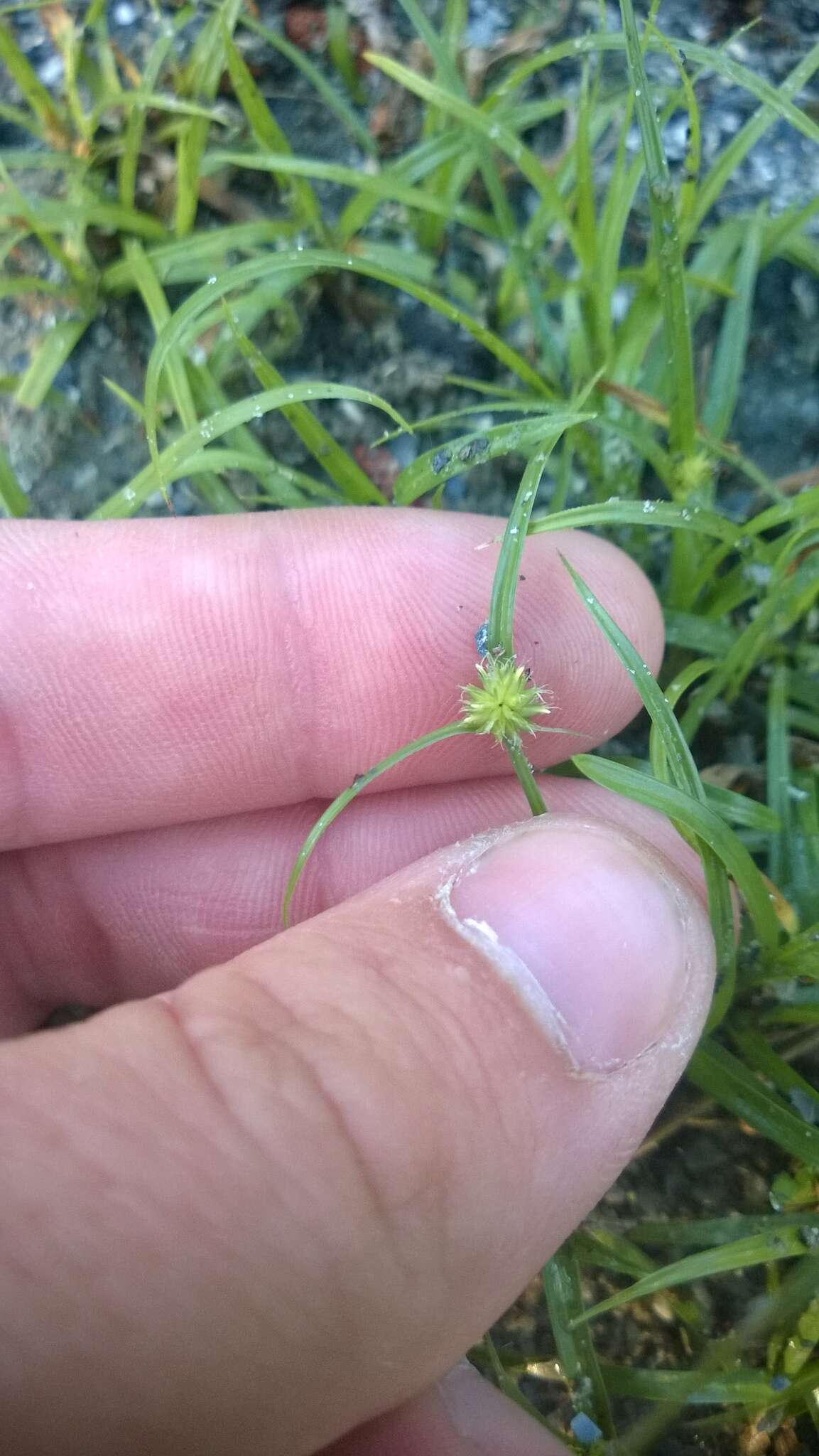 Слика од Cyperus brevifolius (Rottb.) Hassk.