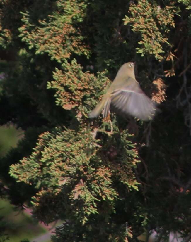 Image of Ruby-crowned Kinglet