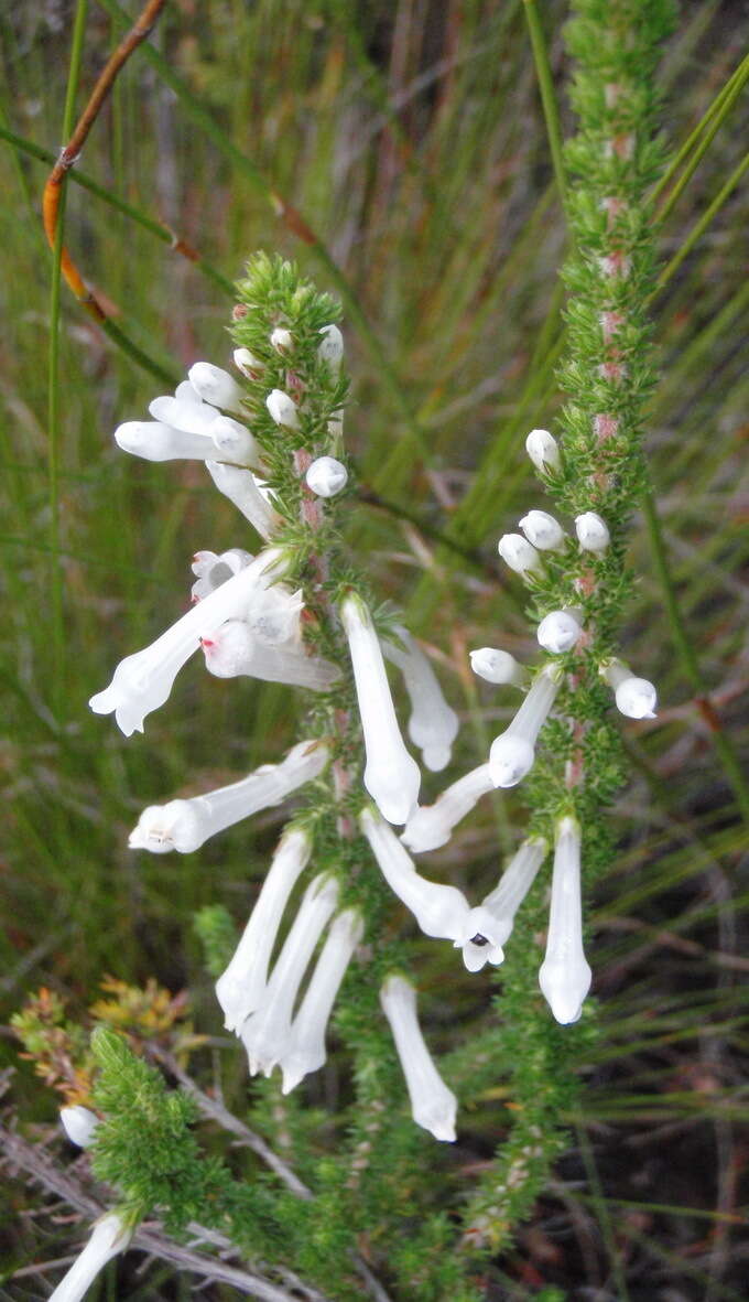 Слика од Erica colorans Andr.