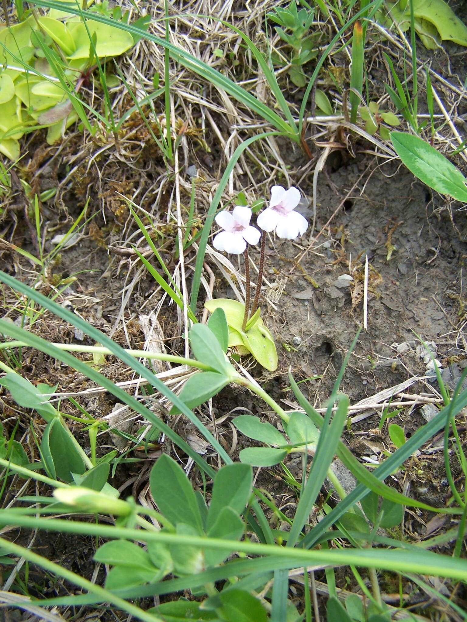 Image of Pinguicula grandiflora subsp. rosea (Mutel) Casper