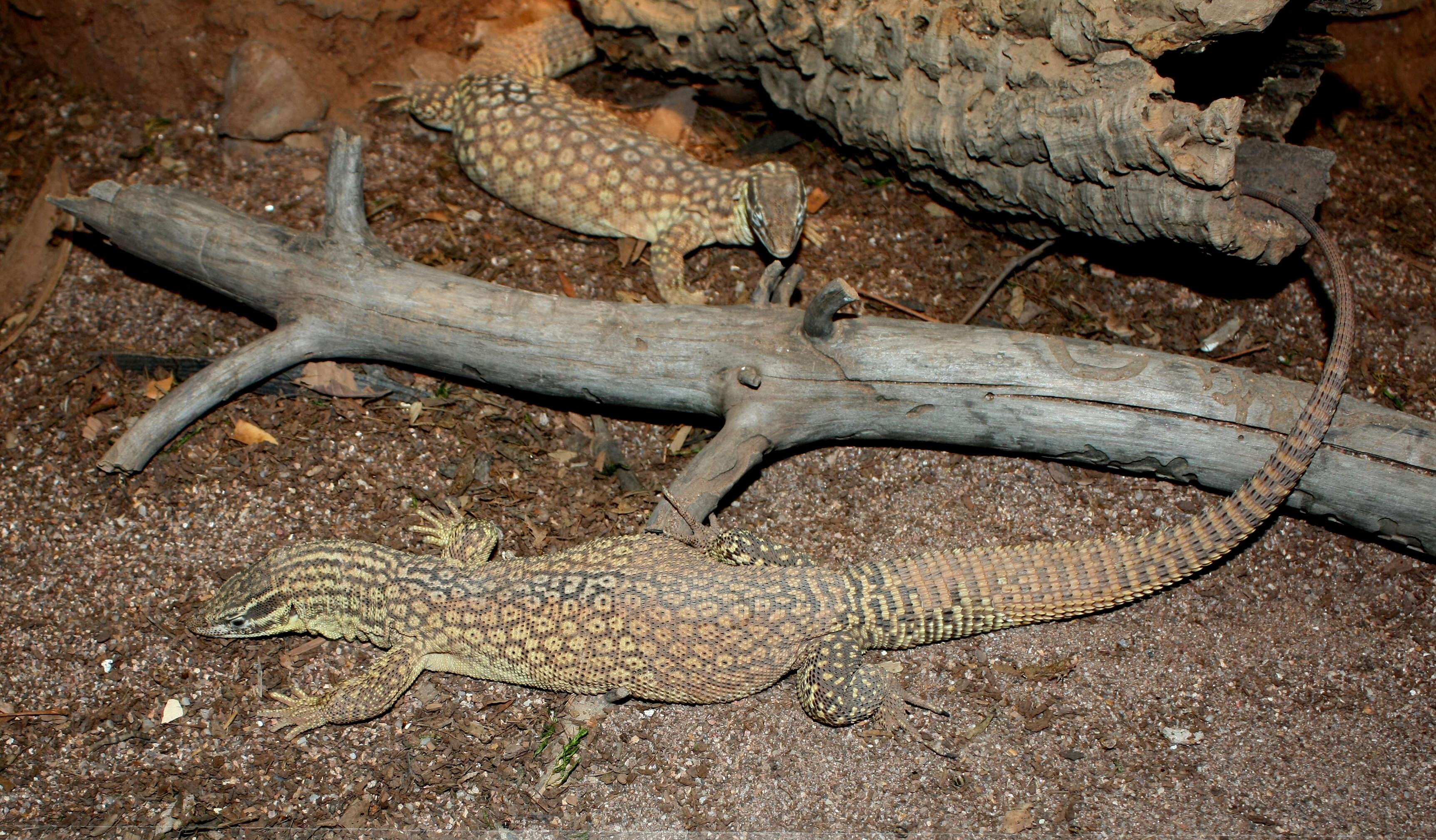 Image of ridge-tailed monitor