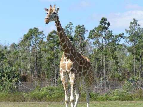 Plancia ëd Giraffa camelopardalis (Linnaeus 1758)