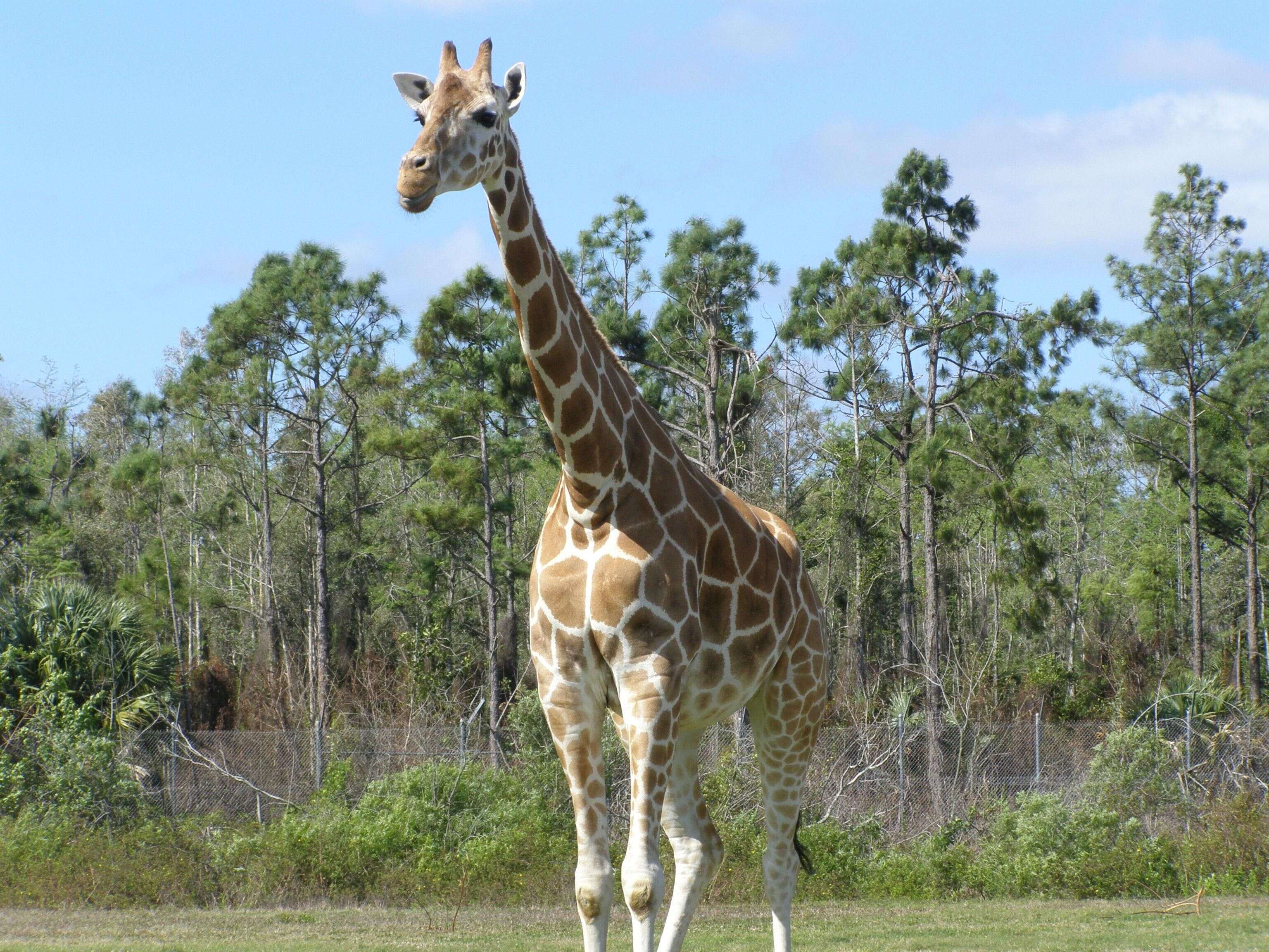 Image of Giraffe