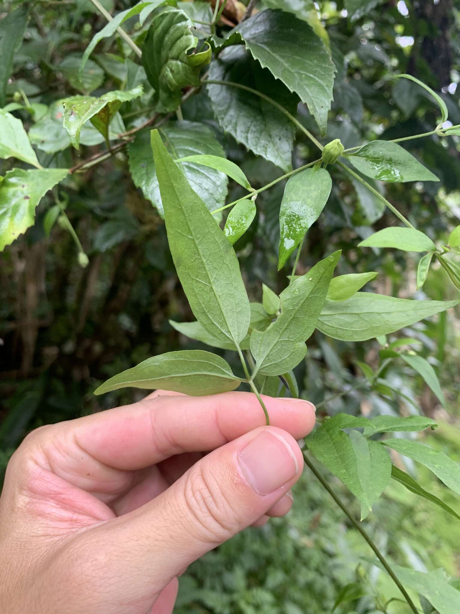 Image of Clematis tamurae T. Y. A. Yang & T. C. Huang