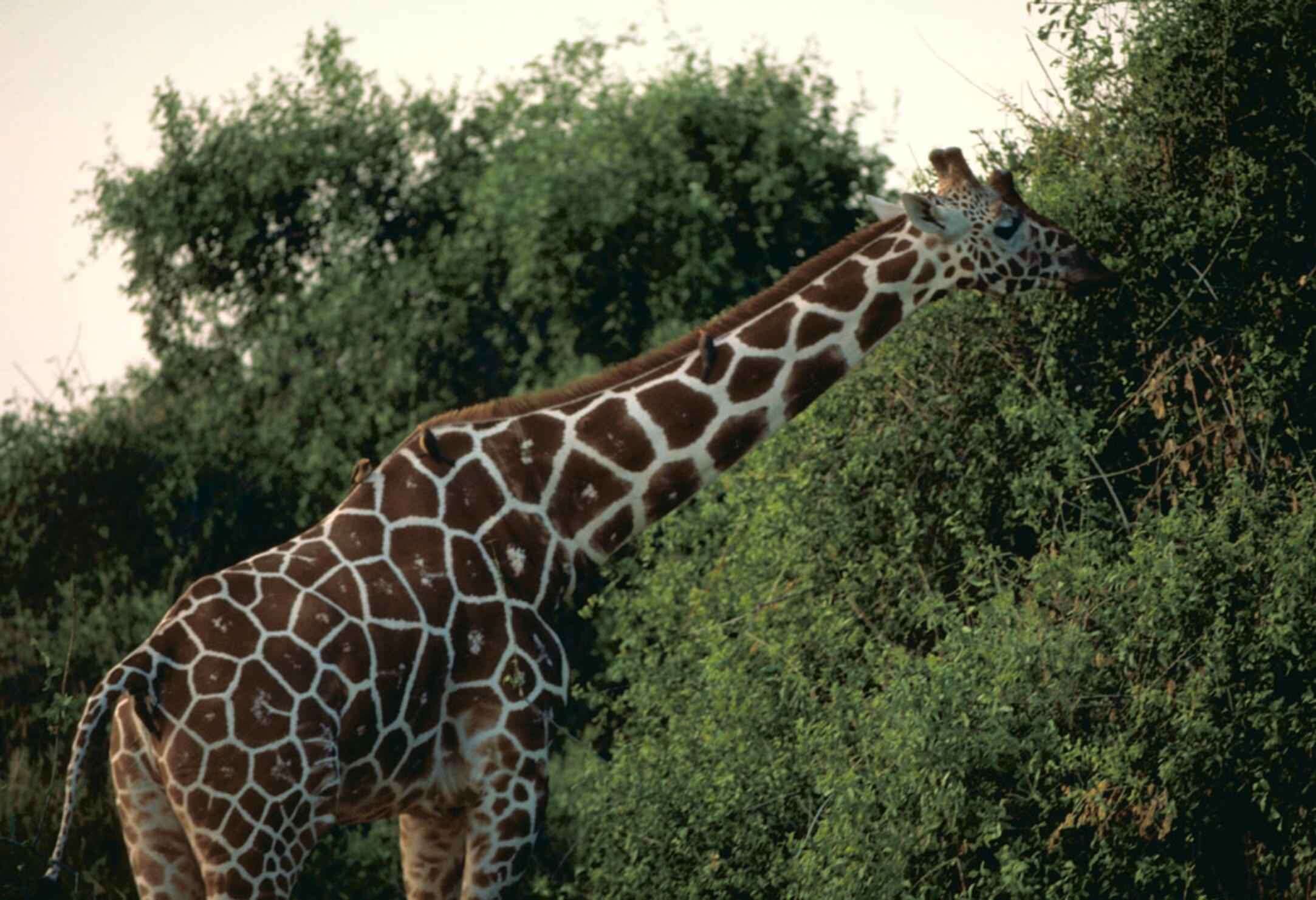 Image of reticulated giraffe