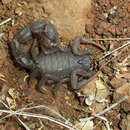 Image of Transvaal Thicktail scorpion