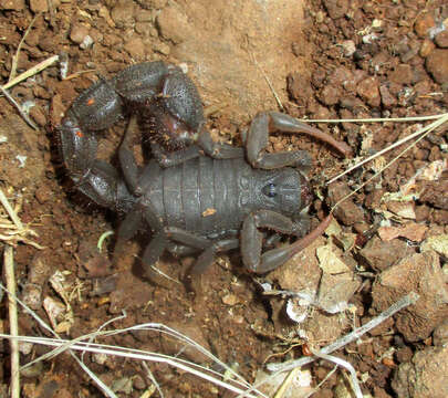 Image of Transvaal Thicktail scorpion